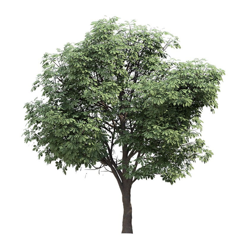 Aesculus hippocastanum - Horse chestnut 02